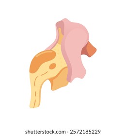 Comprehensive Supraspinous Fossa Anatomy Vector Design