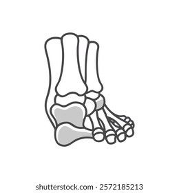 Comprehensive Talus Bone Anatomy Vector Design