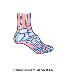 Comprehensive Tarsals Anatomy Vector Design