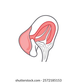 Comprehensive Temporalis Muscle Anatomy Vector Design