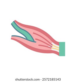 Comprehensive Tendon Anatomy Vector Illustration