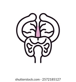 Comprehensive Thalamus Anatomy Vector Design