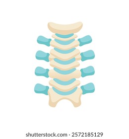 Comprehensive Thoracic Vertebrae Anatomy Vector Design