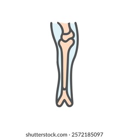 Comprehensive Tibia Anatomy Vector Design