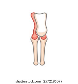 Comprehensive Tibia Anatomy Vector Design