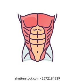 Comprehensive Transverse Abdominis Muscle Anatomy Vector Design