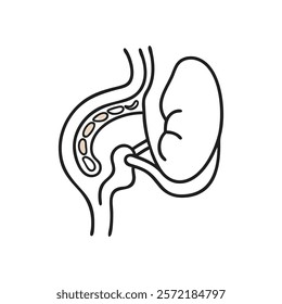 Comprehensive Trochlea Anatomy Vector Illustration