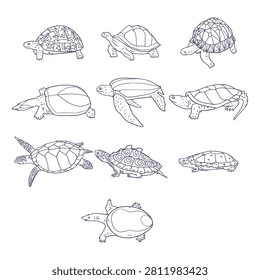 Comprehensive Turtle Species Line Art Illustration Collection
