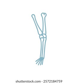 Comprehensive Ulna Anatomy Vector Icon