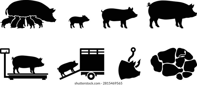 A comprehensive vector collection of black pig farming silhouettes illustrating the agricultural lifecycle from breeding to pork production. This set includes icons of a nursing sow, livestock weighing, animal transport, and butcher meat cuts, ideal for agricultural and meat industry designs.