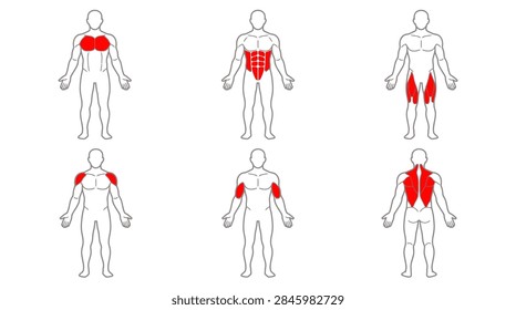 A comprehensive vector illustration set of human male body outlines on a white background. Six figures are shown, each with a specific muscle group highlighted in bright red to indicate targeted areas. The highlighted muscles include the chest pectoralis major, the core rectus abdominis, the legs quadriceps, the shoulders deltoids, the arms biceps, and the upper and middle back including the trapezius and latissimus dorsi. Ideal for gym workout charts, anatomy studies, and physical therapy guides.