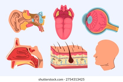Comprehensive visual representation of the five human senses: sight, hearing, taste, smell, and touch. Educational resource illustrating anatomical structures.
