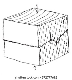 Compression parallel to the growth axis, vintage engraved illustration.