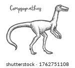 Compsognathus longipes dinosaur sketch or hand drawn predator dino. Black and white vector illustration of prehistoric animal. Engraved ancient reptile. Extinct fauna drawing. Paleontology, evolution