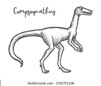 Compsognathus longipes dinosaur sketch or hand drawn predator dino. Black and white vector illustration of prehistoric animal. Engraved ancient reptile. Extinct fauna drawing. Paleontology, evolution