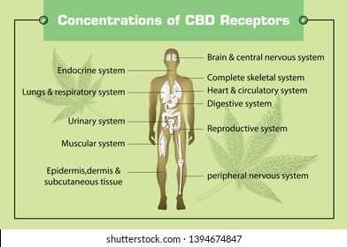 concentration of CBD receptors in human and how hemp can help your body benefits of  cannabis