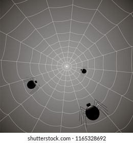 concentric web with spiders on a gray background