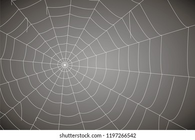concentric white web on a gray background