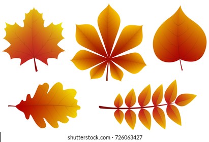 Concept of 3d autumnal leaves isolated on white background. Vector.