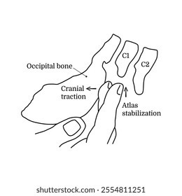 The concept of alternative medicine occipital and atlas correction. Treatment of the occipital diaphragm with hands. Craniosacral therapy session. Vector illustration isolated on white background