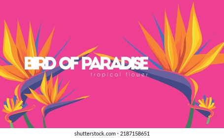 Concept art of birds of paradise vector design