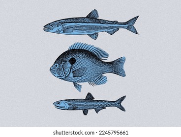 Concept Art Vector. Three Fish in Blue Background.