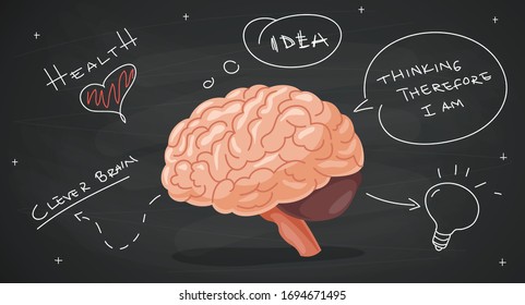 Concepto De Anatomía Cerebral Y Creatividad