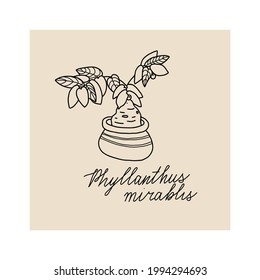  Concept of cozy home and comfort. Hand drawn illustration of plant phyllanthus mirablis for posters, cards, t-shirts. Vector illustration