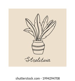 Concept of cozy home and comfort. Hand drawn illustration of plant strelizia for posters, cards, t-shirts. Vector illustration