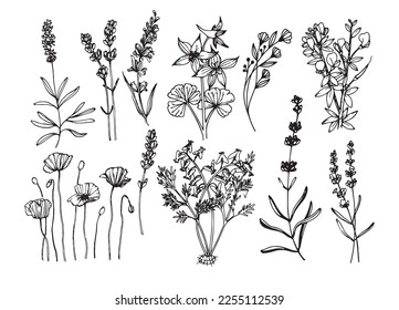 Concept drawing set vector sketch line drawing flowers botany plants on white background coloring book