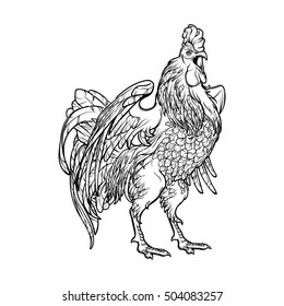 Concept drawing for year of rooster 2017. Crowing Cock - Symbol of New Year . Linear hand drawing isolated on white background. EPS10 vector illustration.