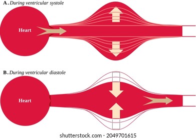 El concepto del Efecto Windkesse