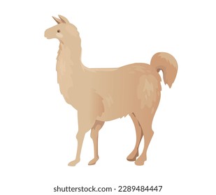 Concept Fauna animal alpaca lama. This illustration features a flat, vector design of a cute and playful alpaca on a white background. Vector illustration.