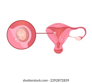 Concept Female anatomy uterus pregnancy. This flat vector illustration depicts the various stages of fetal development during pregnancy. Vector illustration.