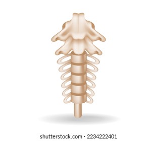 Concept flat 3d isometric illustration of spinal anatomy cutout