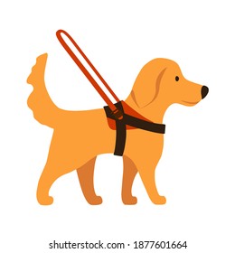 Concept of guide dog leads with harness and long handle cartoon style. Golden Retriever isolated on white background. Flat design for poster, banner, flyer, web, mockup, business, company,  sign. svg