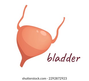 Concept Human anatomy organ bladder. The illustration is a flat vector design of the anatomy of the bladder. Vector illustration.