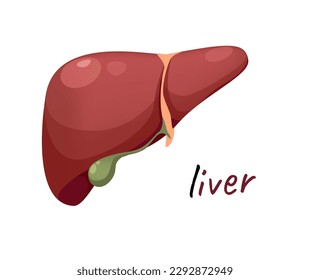 Concept Human anatomy organ liver. This illustration is a flat vector design of a cartoon liver organ, presented in a colorful and eye-catching concept. Vector illustration.
