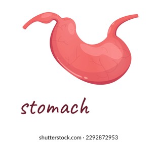 Concept Human anatomy organ stomach. This is a flat vector illustration of the anatomy of the stomach on a white background. Vector illustration.