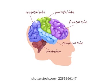 Concept Human brain anatomy. The cartoon-style design of this human brain illustration, with each part of the anatomy labeled and color-coded for easy understanding. Vector illustration.