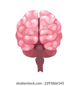 Concept Human brain anatomy. The anatomy of the human brain is depicted in this flat illustration, with each region of the brain colored of pink to aid in comprehension. Vector illustration.