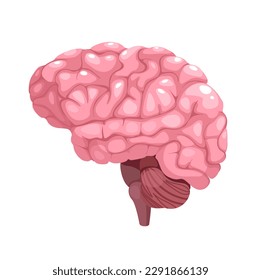 Concept Human brain anatomy. This detailed and accurate vector illustration of the human brain provides a clear and informative depiction of the brain's anatomy. Vector illustration.