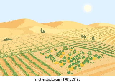 El concepto de introducción de tecnologías agrícolas para combatir el problema mundial de la desertificación de las tierras. Paisaje con huerto organizado en tierras recuperadas del desierto. Melones en la arena