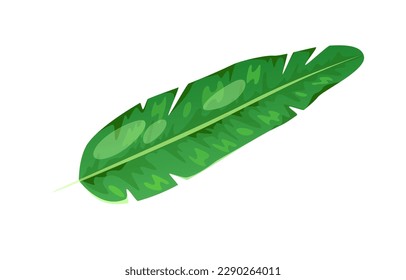 Concept Jungle botany plant leaf. In this botanical illustration, a beautifully rendered green leaf takes center stage against a clean white background. Vector illustration.