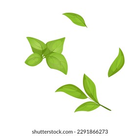 Concept Matcha plant leaf branch. The illustration is a flat, vector design featuring a cartoon-style concept of a matcha leaf and branch on a white background. Vector illustration.