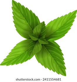 Hojas de iconos realistas de la menta conceptual, ecología follaje de la hierba de menta natural de la menta deja la ilustración del vector de dibujos animados, aislados en blanco. Herbario verde solitario, hierba de hierba ecológica.