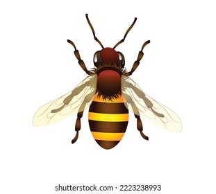 concept of natural honey stick bee vector art and illustration