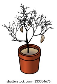 Concept: neglect. A dead pot plant in a terracotta pot.