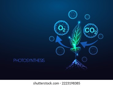 Concepto de fotosíntesis, ciclo de carbono en plantas con absorción de CO2 y diagrama de liberación de oxígeno en un estilo futurista bajo de poligonal sobre fondo azul oscuro. Ilustración vectorial de diseño moderno.