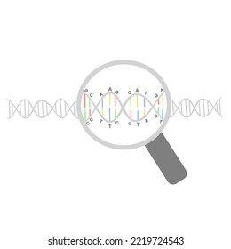 The concept picture of DNA sequences were investigated for diagnostic or research that represent in magnify glass was observing the DNA double stranded.